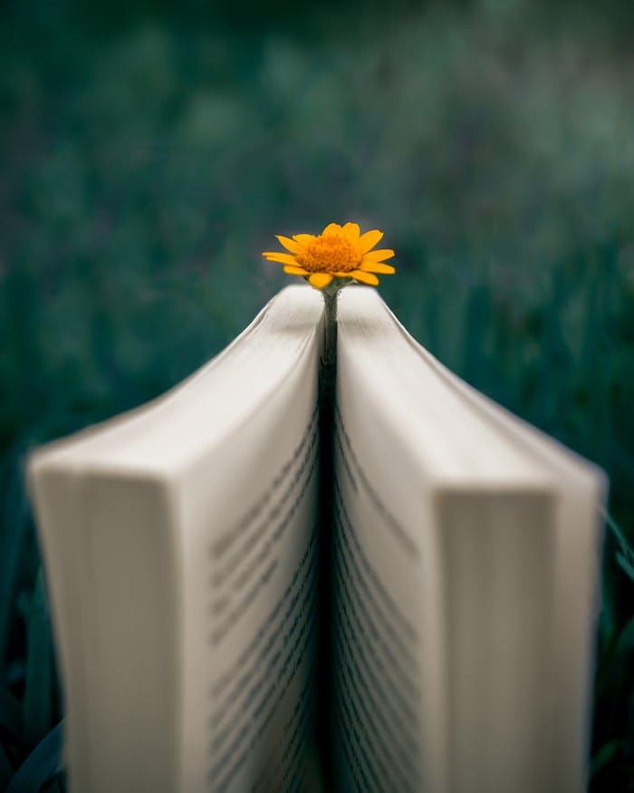 A yellow flower placed within an open book outdoors, symbolizing tranquility and knowledge.